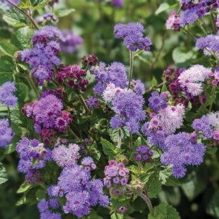 Ageratum Thumbnail